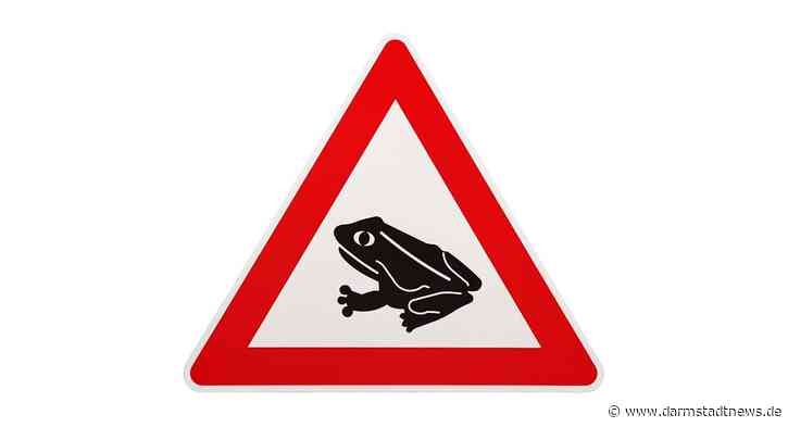 Amphibienwanderungszeit – Umweltdezernent Kolmer ruft zur Vorsicht und Umsicht im Straßenverkehr auf