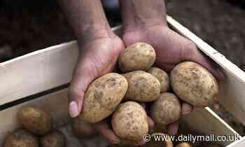 You've been storing potatoes wrong this whole time, say experts as they dispel spud cancer fears 