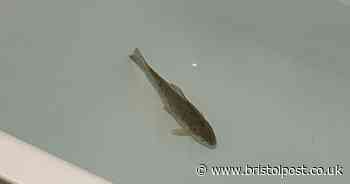 Woman finds fish dinner still alive seconds before she prepares to eat it