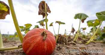 Hitze und Trockenheit sorgen für geringere Gemüseernte