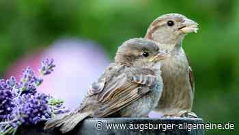Warum "Spatzenhirn" keine Beleidigung ist