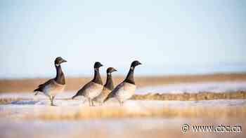 What draws these small geese to stop at a bay in northeastern New Brunswick?