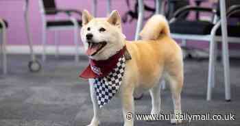 The two police wellbeing dogs hoping to continue owner's legacy at Crufts 2023