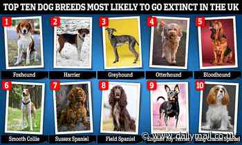 Is YOUR dog at risk? The 10 breeds most likely to go EXTINCT in Britain