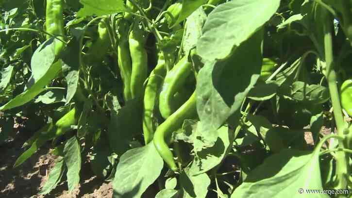 New Mexico chile farmer calling it quits