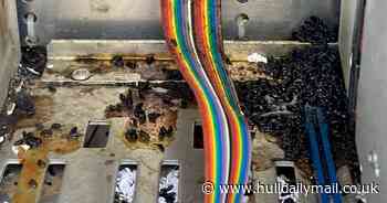 Slugs are causing chaos on roads by shorting out traffic lights