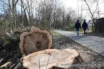 Kritik an Baumfällungen am Padersteinweg