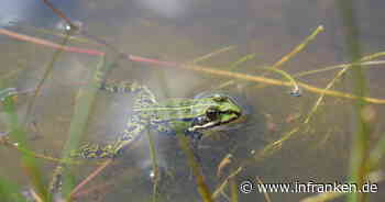 Landkreis Kitzingen: Amphibien beginnen ihre Wanderung - was Autofahrer beachten müssen