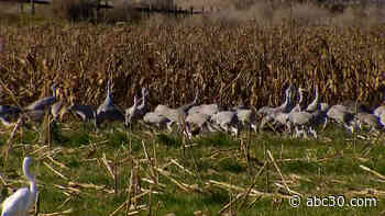 Merced National Wildlife Refuge