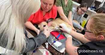 Canadian Animal Blood Bank says more blood supply from dogs needed