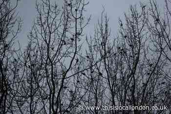 Parakeets: An Exotic Touch For Britain's Parks