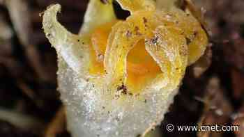 'Ethereal' Fairy Lantern Plant Thought to Be Extinct Rediscovered in Japan     - CNET