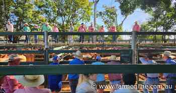 Cattle market ripe for a rally