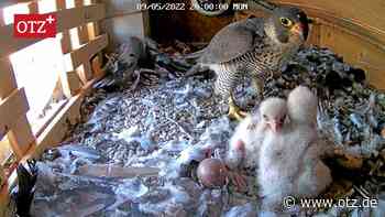 Wegen Wanderfalken in Stadtkirche Jena gilt jetzt: Ruhe im Turm!