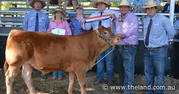 Glen Innes steers show potential topping at 1850 cents a kilo