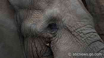 Elephants in US zoos? Without breeding, future is uncertain