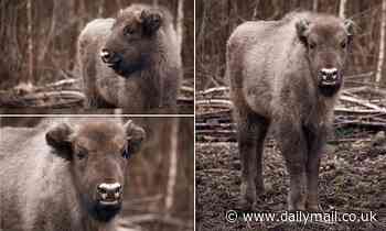 Meet Liz, the first wild bison born in Britain in 6,000 YEARS