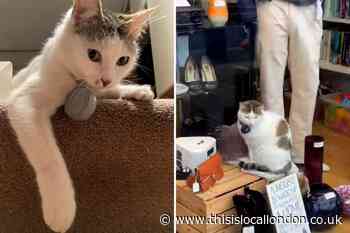 Local celebrity Beckenham cat Stella goes missing