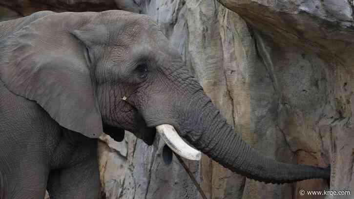 Should elephants stay in US zoos? Without breeding, future is uncertain