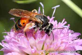 Bildungshaus Modexen in Brakel: Wildbienen Faszination