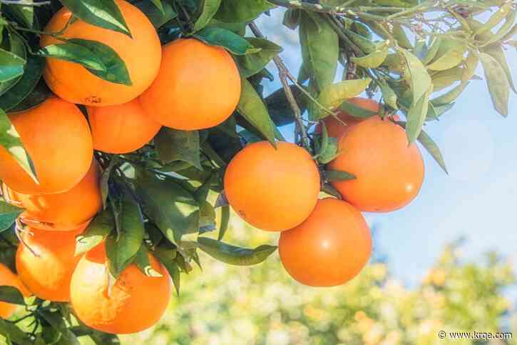 As citrus farmers struggle, orange juice prices continue to rise