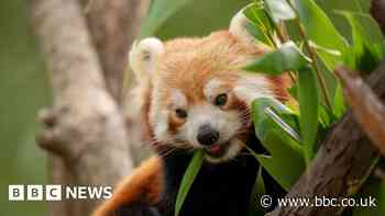 Marwell Zoo without red pandas after death of Mei Mei