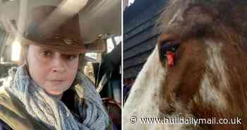 'Sick' attackers leave horse with blood pouring from eye in scissor slashing