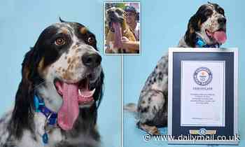 English Setter claims the world record for dog with the longest TONGUE