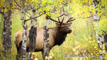 Colorado big-game license application period opens Wednesday