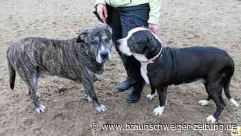 Einmal im Tierheim Wolfenbüttel – und nie wieder raus?