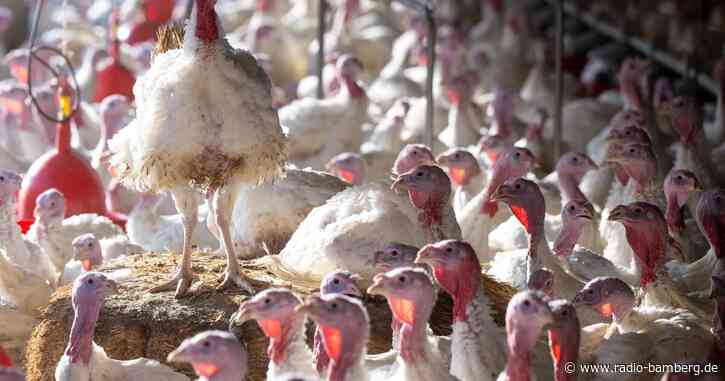 Kritik an Puten-Plänen: «Billigimporte statt Regionalität»