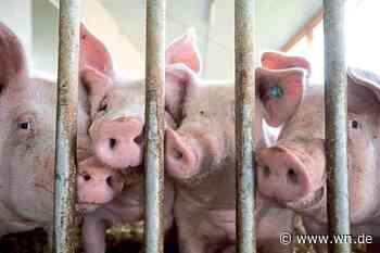 Schweine vernachlässigt – Bauer bangt um Fördergelder