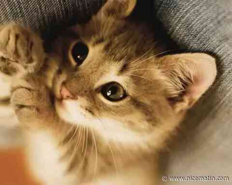 Un cycliste professionnel tue le chat d'un ministre à coup de carabine: son geste et sa faible amende suscitent l'indignation