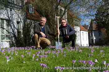 Manfred Ernst Kindel verwandelt Wiese in der Altstadt von Höxter in Blumenmeer