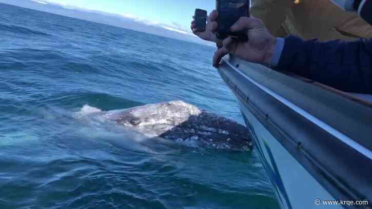 'Show of a lifetime:' Whale watchers have close encounter with pair of playful gray whales