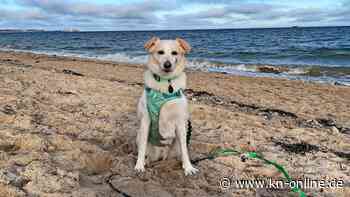 Ältester Hund in Kiel und der Region gesucht: Machen Sie mit!