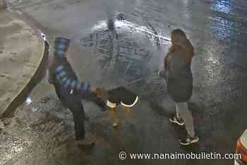 Victoria police looking for man suspected of kicking dog in altercation with tourists