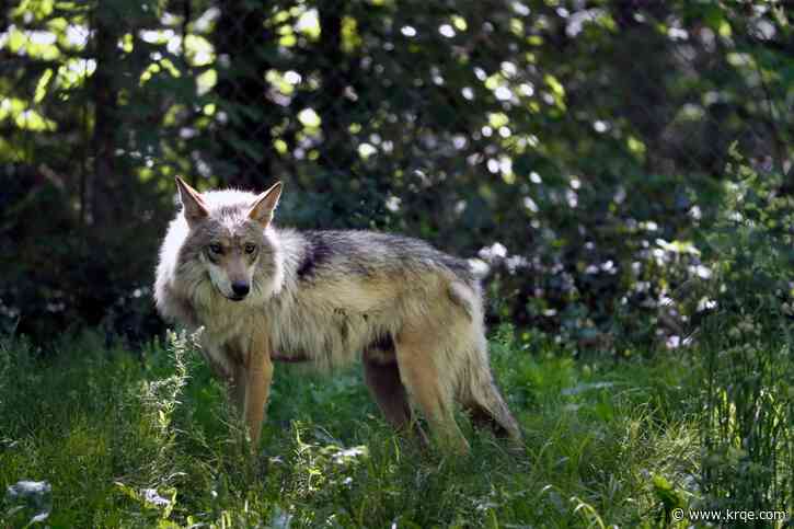 Study finds Mexican Wolf population in New Mexico is growing