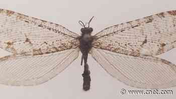 Rare, Jurassic-Era Giant Insect Discovered at Arkansas Walmart     - CNET