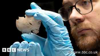 Comb made from human skull found among A14 artefacts