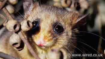 Cute Animals Are Overrated. Let’s Save the Weird Ones