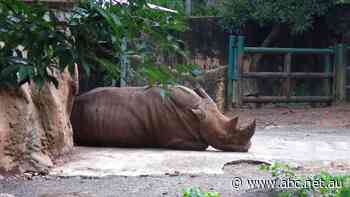 Live: The Loop: Russia bans officials using foreign words, Puerto Rico to close only zoo over alleged neglect