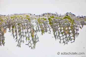 New Type of Symbiotic Relationship Discovered Between Algae and Fungi