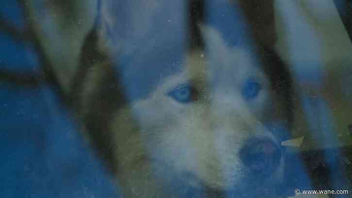 Animal Care and Control removes 2 dogs left in bed of pickup truck parked on Fort Wayne street