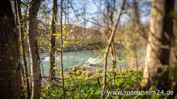 Traunstein: Frühlingszeit ist Bärlauchzeit