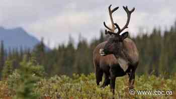 Caribou breeding program aims to boost dwindling herd numbers in Alberta
