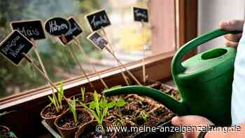Gartenpflanzen aus Samen ziehen: Fünf W-Fragen zur Anzucht
