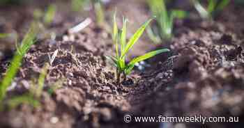 Long coleoptile projects gets millions