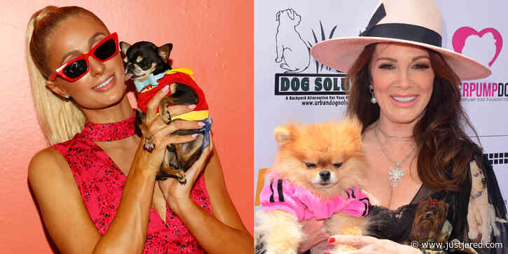 Celebrity Pups: Find Out The Top 10 Dog Breeds Adored by The Stars