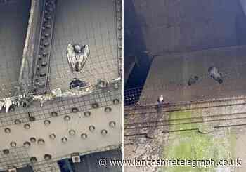 Council condemned after pigeons die stuck in netting in Burnley